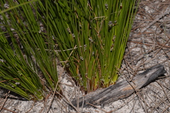 Schoenus ericetorum