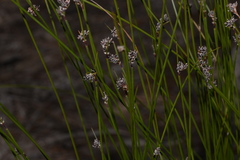 Schoenus ericetorum
