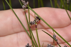 Schoenus ericetorum