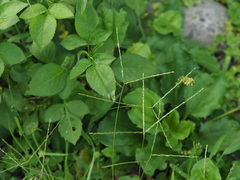 Digitaria radicosa