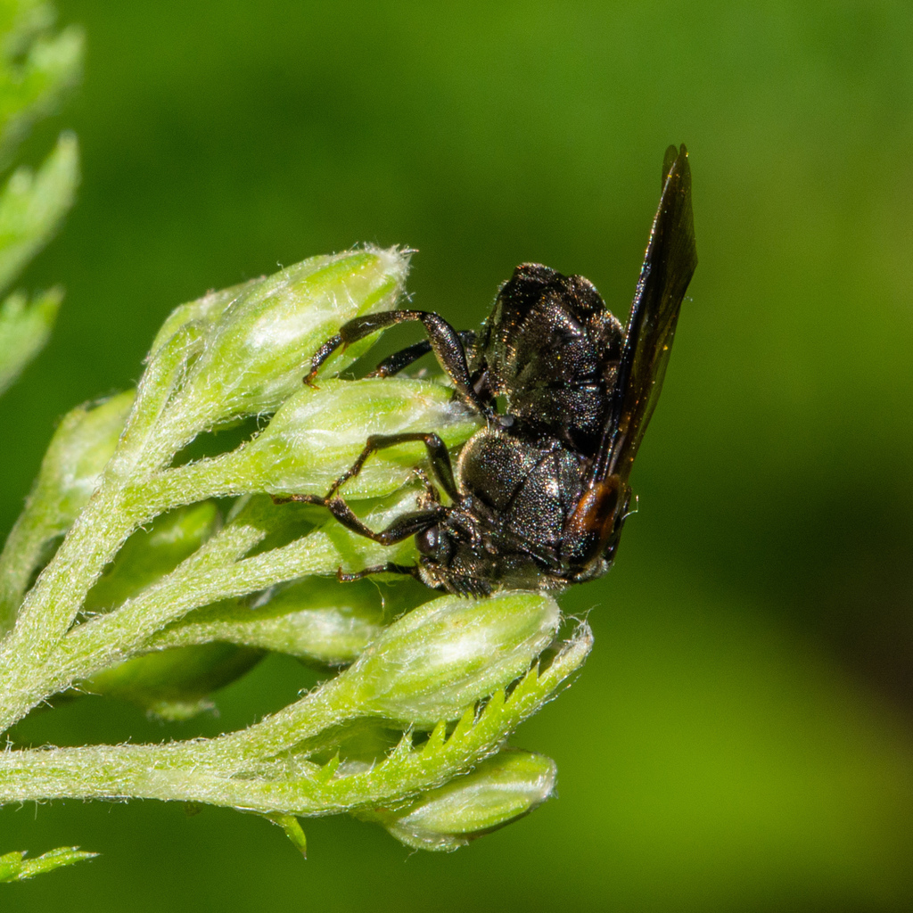 Ripiphorus zeschii