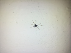 Pulchellodromus bistigma