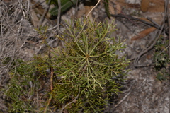 Petrophile canescens