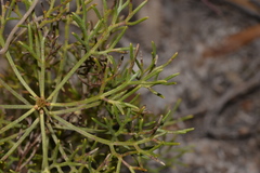 Petrophile canescens