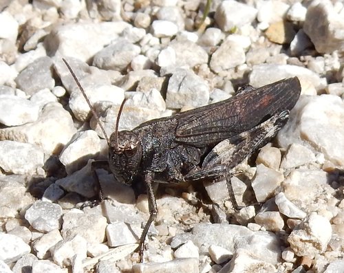 Rattle Grasshopper