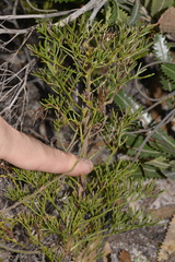 Petrophile canescens