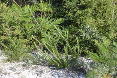Aotus lanigera