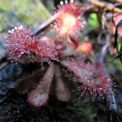 Drosera venusta