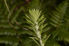 Aotus lanigera