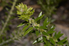 Aotus lanigera