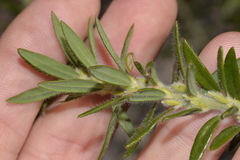 Aotus lanigera