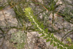 Aotus lanigera