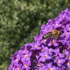 Apis mellifera