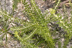 Aotus lanigera