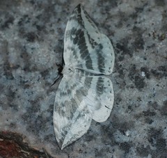 Cyclidia substigmaria