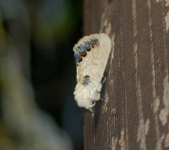 Phalera flavescens