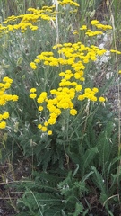Tanacetum achilleifolium