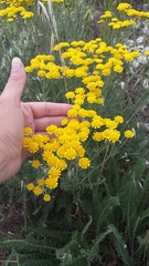 Tanacetum achilleifolium