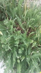 Tanacetum achilleifolium