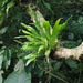 Elkhorn Fern - Photo (c) Hong, some rights reserved (CC BY-NC), uploaded by Hong