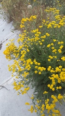 Tanacetum achilleifolium