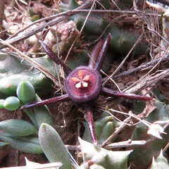 Duvalia caespitosa caespitosa