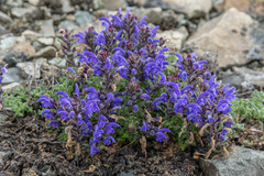 Dracocephalum palmatum