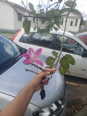 Bauhinia × blakeana