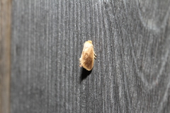 Tortricidia testacea