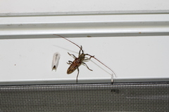 Monochamus marmorator