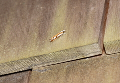 Catoptria latiradiellus