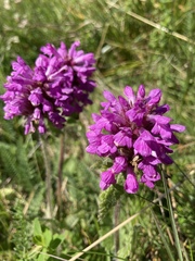 Betonica hirsuta
