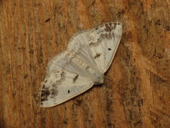 Lomographa temerata