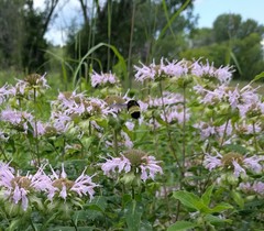 Bombus auricomus