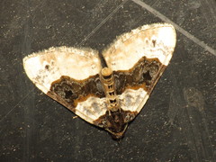 Cosmorhoe ocellata