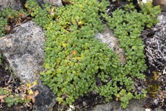 Dracocephalum palmatum