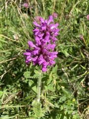 Betonica hirsuta