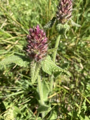 Betonica hirsuta
