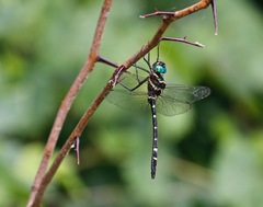 Macromia pacifica × taeniolata