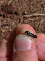 Platydracus fulvipes