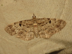 Eupithecia abietaria