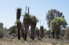 Xanthorrhoea drummondii