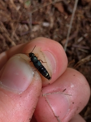 Platydracus fulvipes