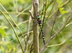 Macromia pacifica × taeniolata