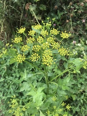 Pastinaca sativa