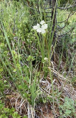 Conioselinum scopulorum