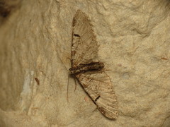 Eupithecia insigniata