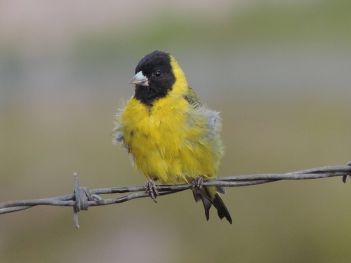 Black-headed Siskin (Spinus notatus), photo 9