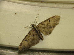 Eupithecia insigniata