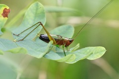 Conocephalus nigropleurum